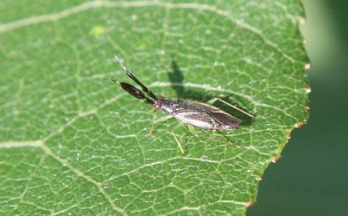 Réf. 209 177 : Heterotoma planicornis